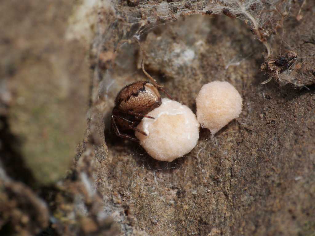 Nido e ovisacchi di Enoplognatha mandibularis - Tolfa (RM)